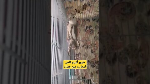 طيور ألبينو فاص أبيض و عين حمراء كيوت روعة
