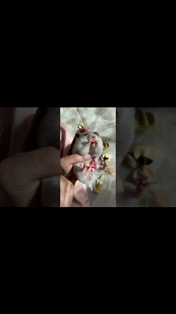 #Shorts #Small #Mammal #Mouse #Peace #Love #Care