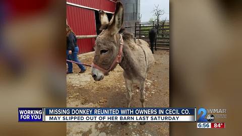 Missing Donkey Reunited with owners in Cecil Co.