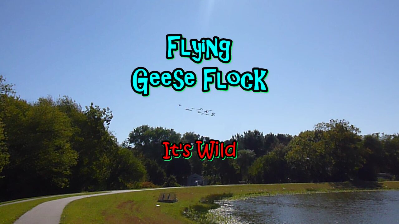 Flying Geese Flock