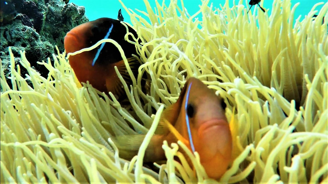 Clownfish on reef in Fiji play in venomous sea anemone