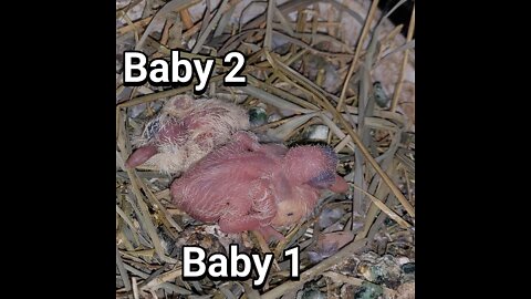 Ringneck Dove babies day 02 baby 2 hatched