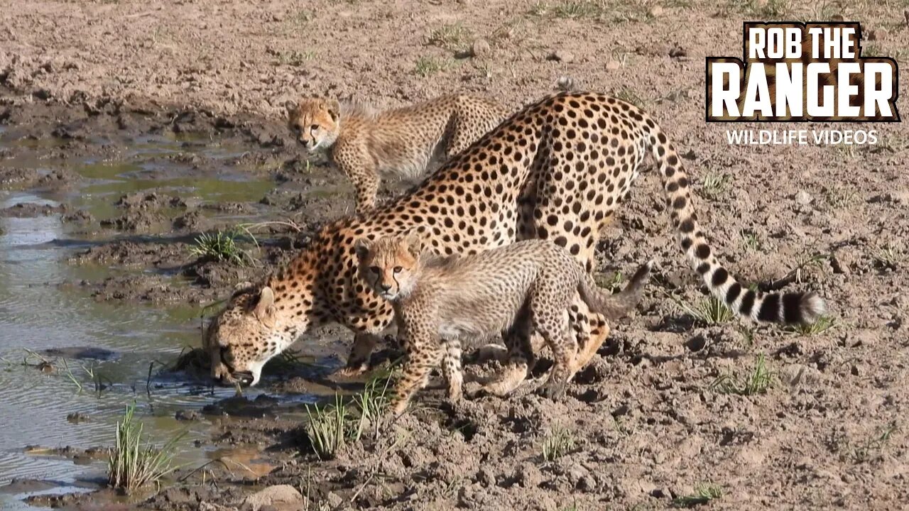 Cheetah Family Stop For A Drink | Lalashe Maasai Mara Safari