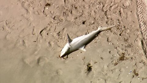 Dead shark washes up on Delray Beach