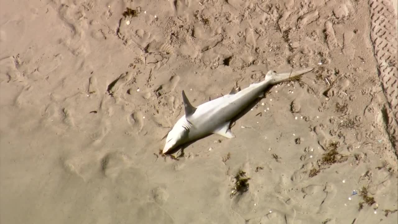 Dead shark washes up on Delray Beach