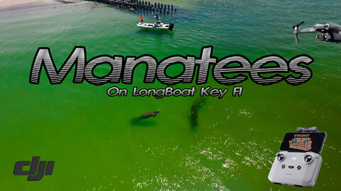 Longboat Key Beach Manatees Offshore Drone