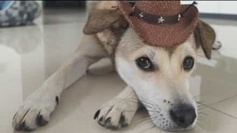 Dog scrapes non-existent water off the floor