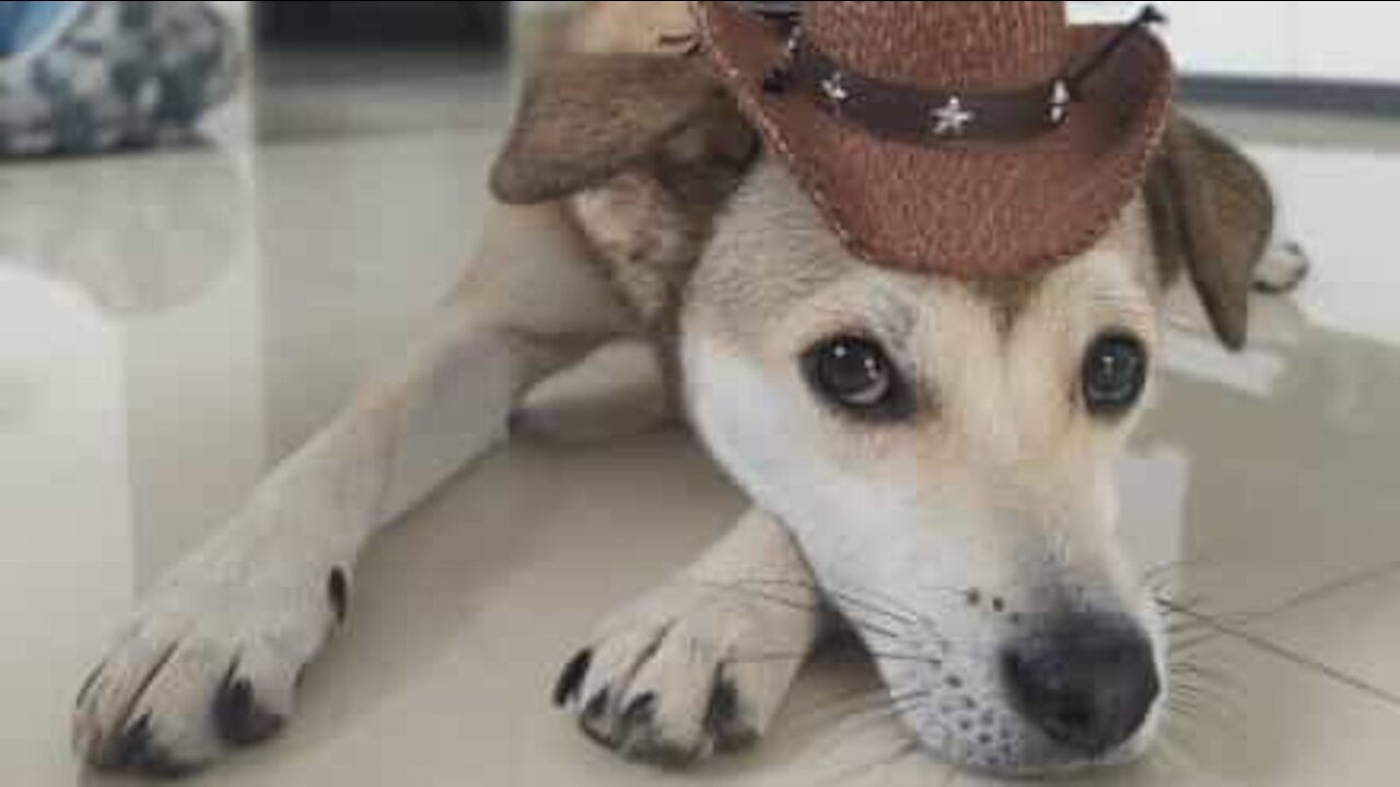 Dog scrapes non-existent water off the floor