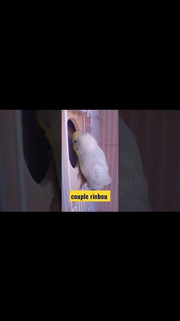 couple rinbou