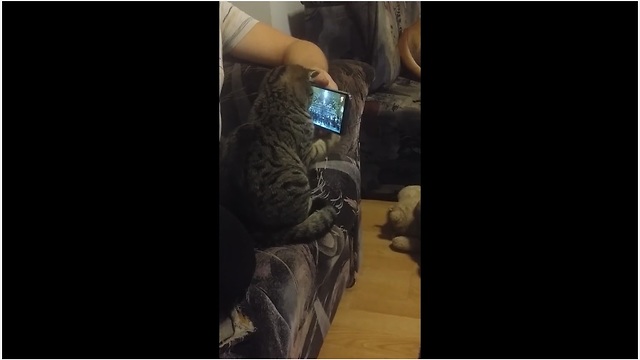 Cat "Conductor" Watches Symphony Video On Smartphone