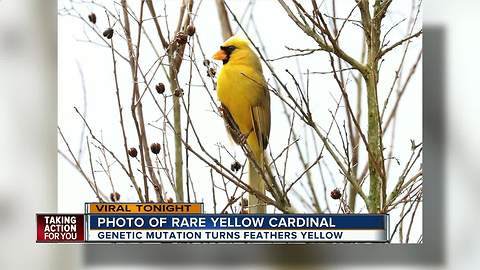 Photographer captures 'one in a million' yellow cardinal