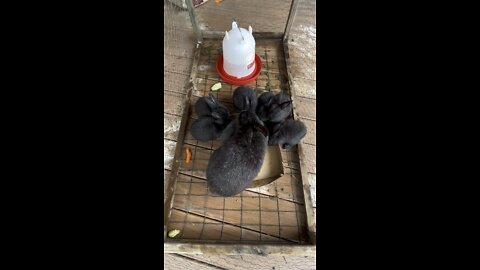 Mom and baby bunnies