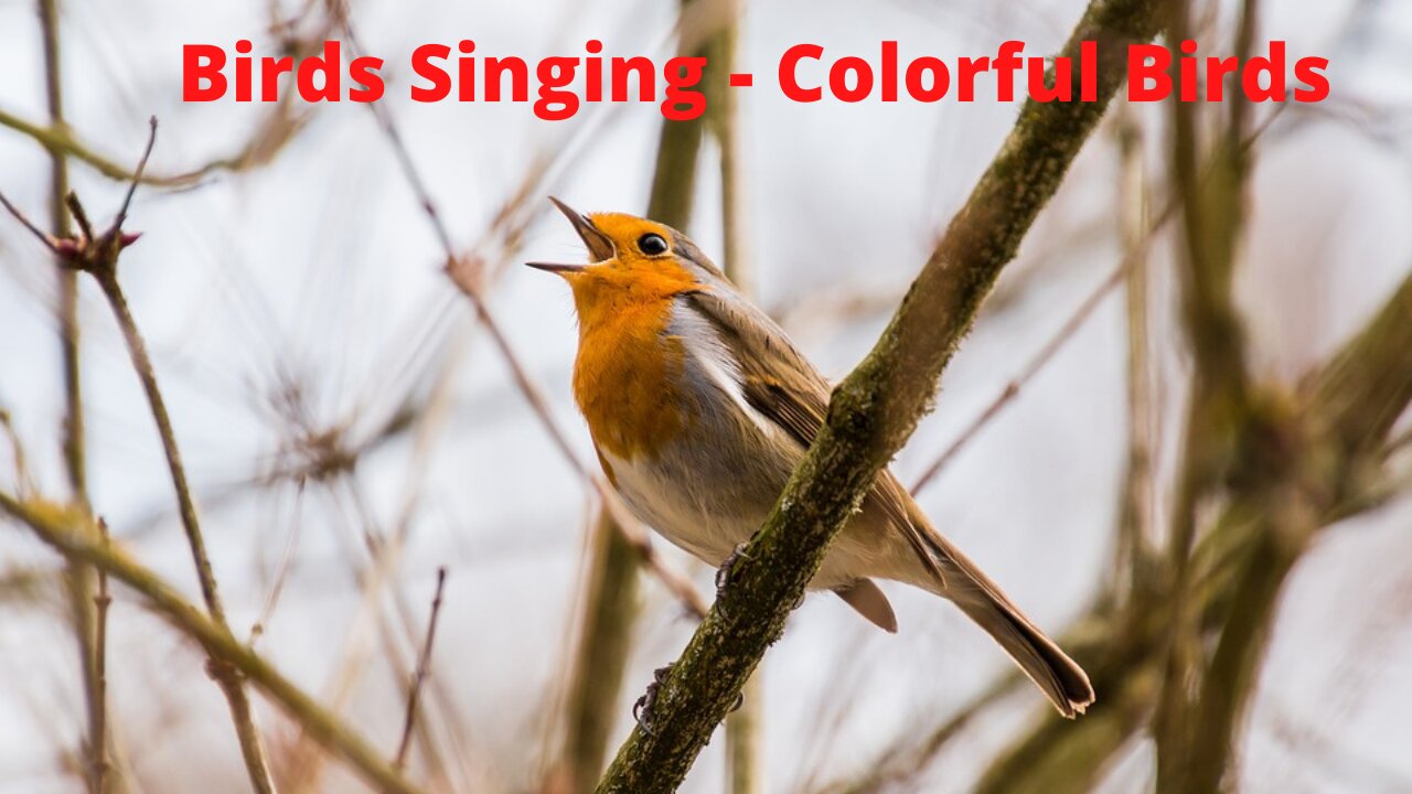 Birds Singing, Colorful Birds, Bird