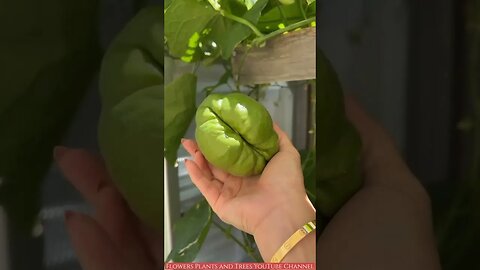 NATURE YUMMIEST FRUITS COMPILATION 2