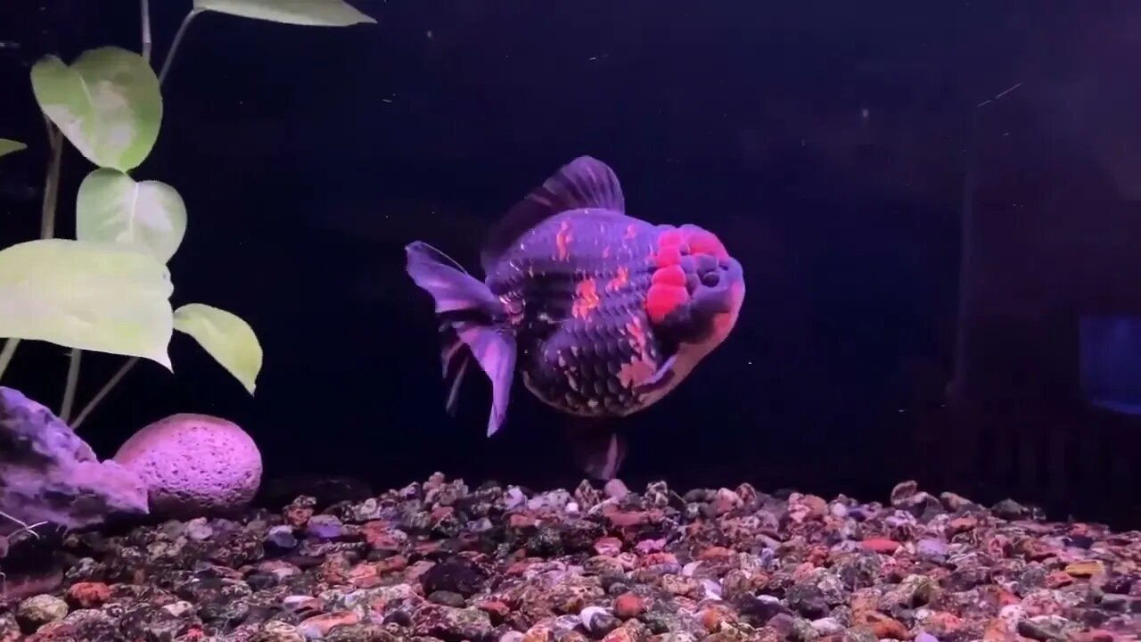 Big Giant Oranda Goldfish53 2