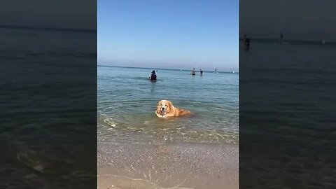 Taking a dip at the beach #shorts