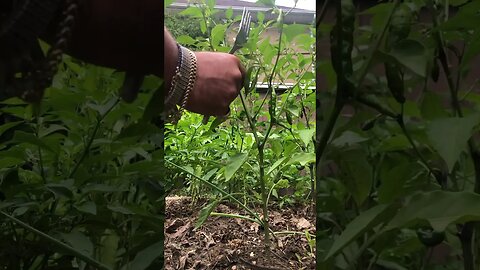 First Pick! 🌶️