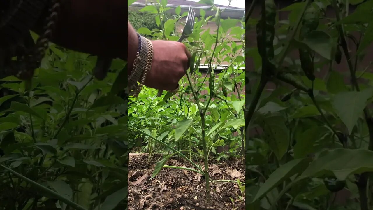 First Pick! 🌶️