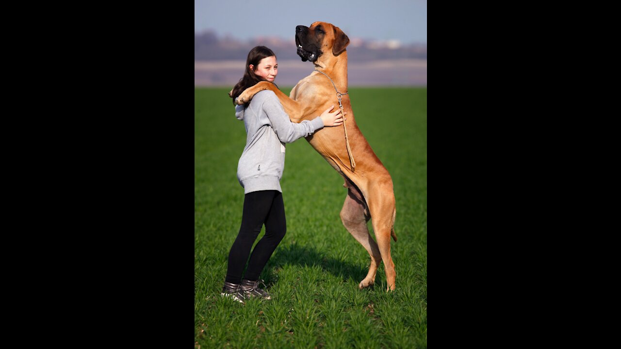 Dogs that love Their Owners - [ Dog Training ]