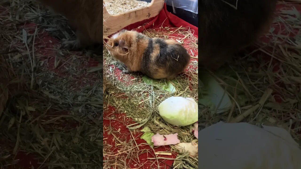 Guinea pigs fighting