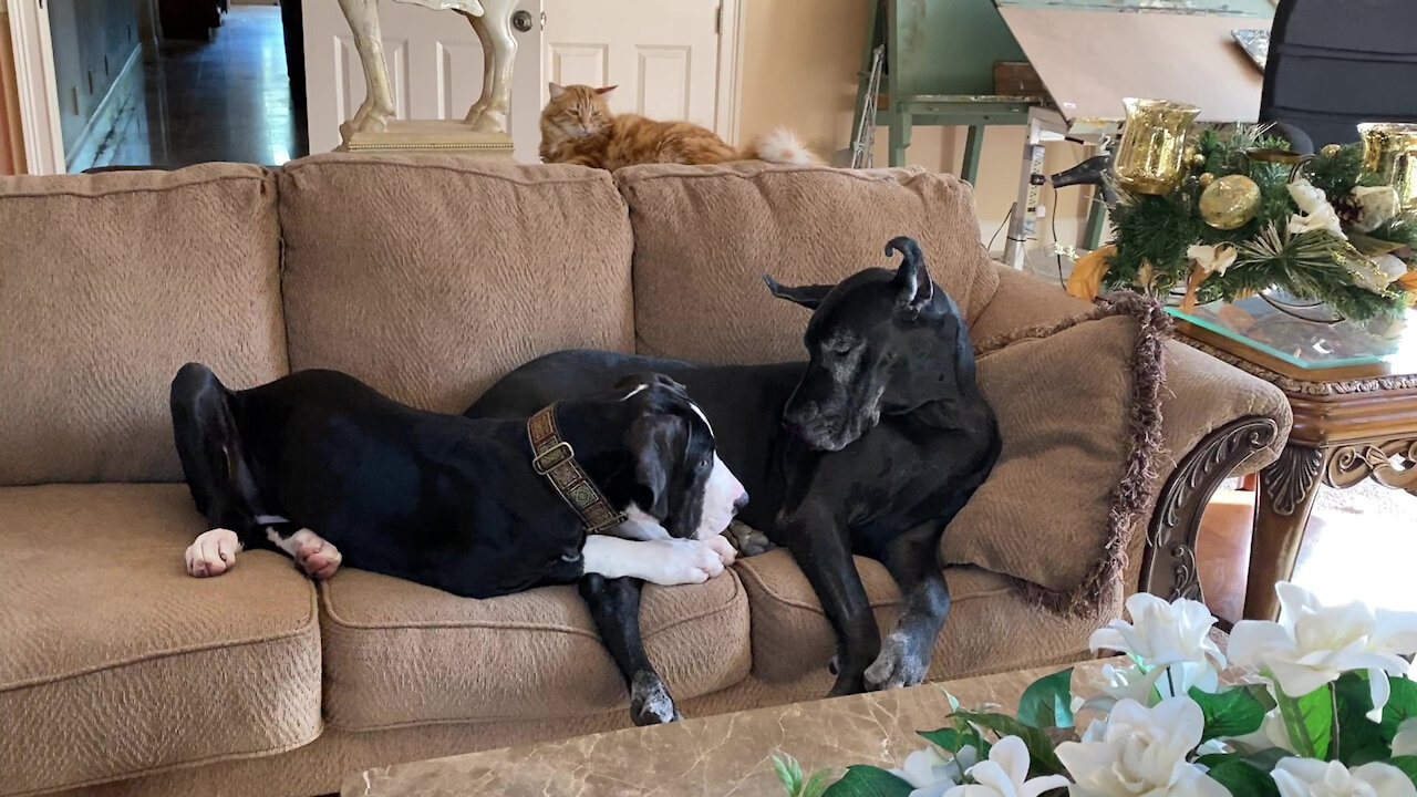 Funny Cat Teaches Great Dane Puppy How To Stay On The Sofa