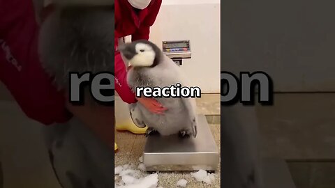 CAN YOU RELATE to this PENGUIN 😱 Wholesome Moments