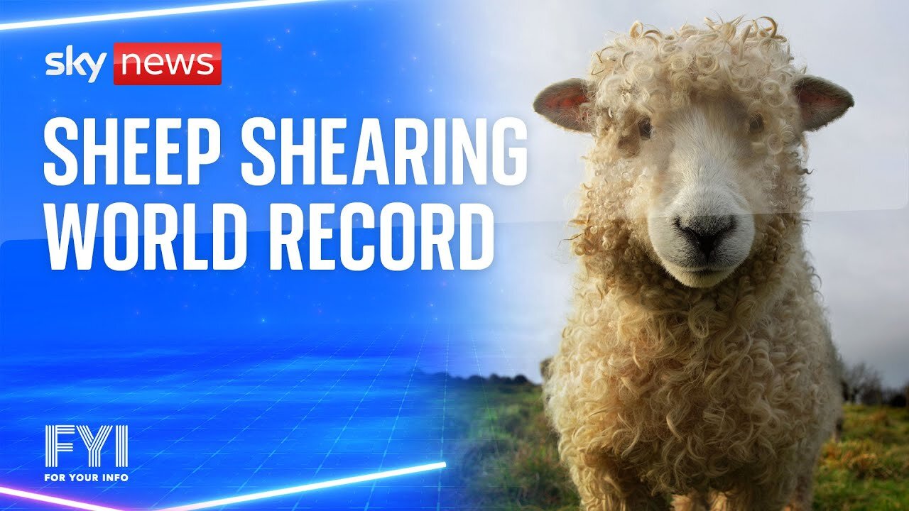 FYI: Sheep-shearing world record