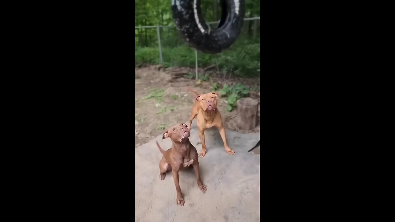 Pitbull vs cane corso, doberman,koren mastiff, English mastiff, hyena