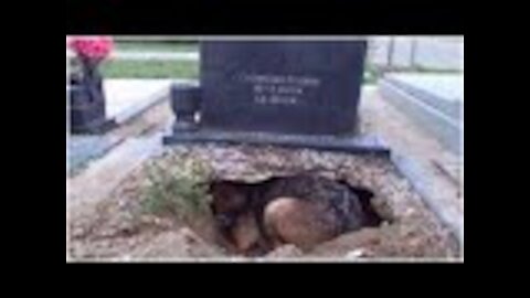 A Dog Was Thought To Be Guarding Her Owner’s Grave, But She Had Dug A Hole In It For Her Litter