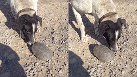 The dog sniffs the turtle ....