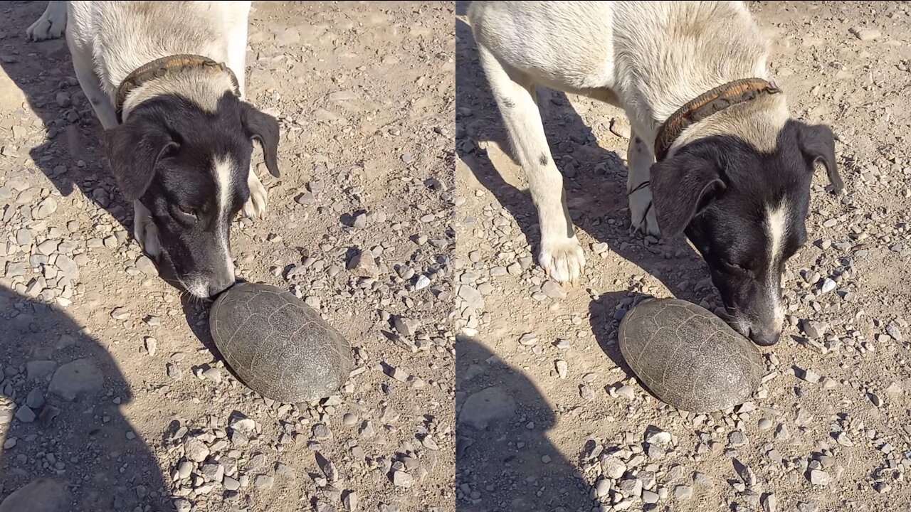 The dog sniffs the turtle ....