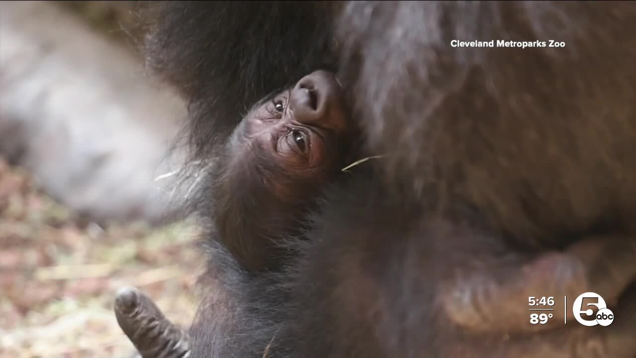 Why Cleveland Zoo's gorillas are starring in a new live show on Netflix