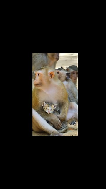 Monkey and the Kitty