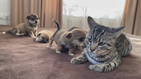 Cat meet Puppy