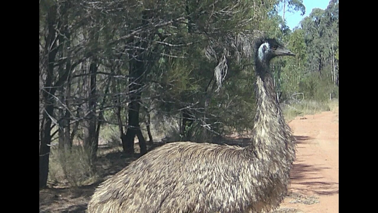 Trail Cams 1 and 2 #dingoes #farm #bush #wildlife #trailcam #australia #emu #queenslandaustralia