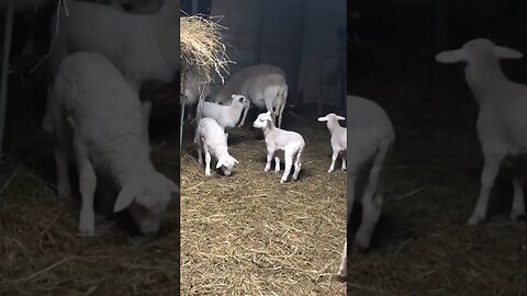 Ewe Lambs Playing