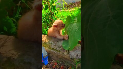 Cute Cats 😻😄😻😻 #viral #tiktok #funnycats #cats #cutecat #cutepets #cutecatshorts #pets #youtube