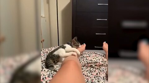 bogs and cats funny video