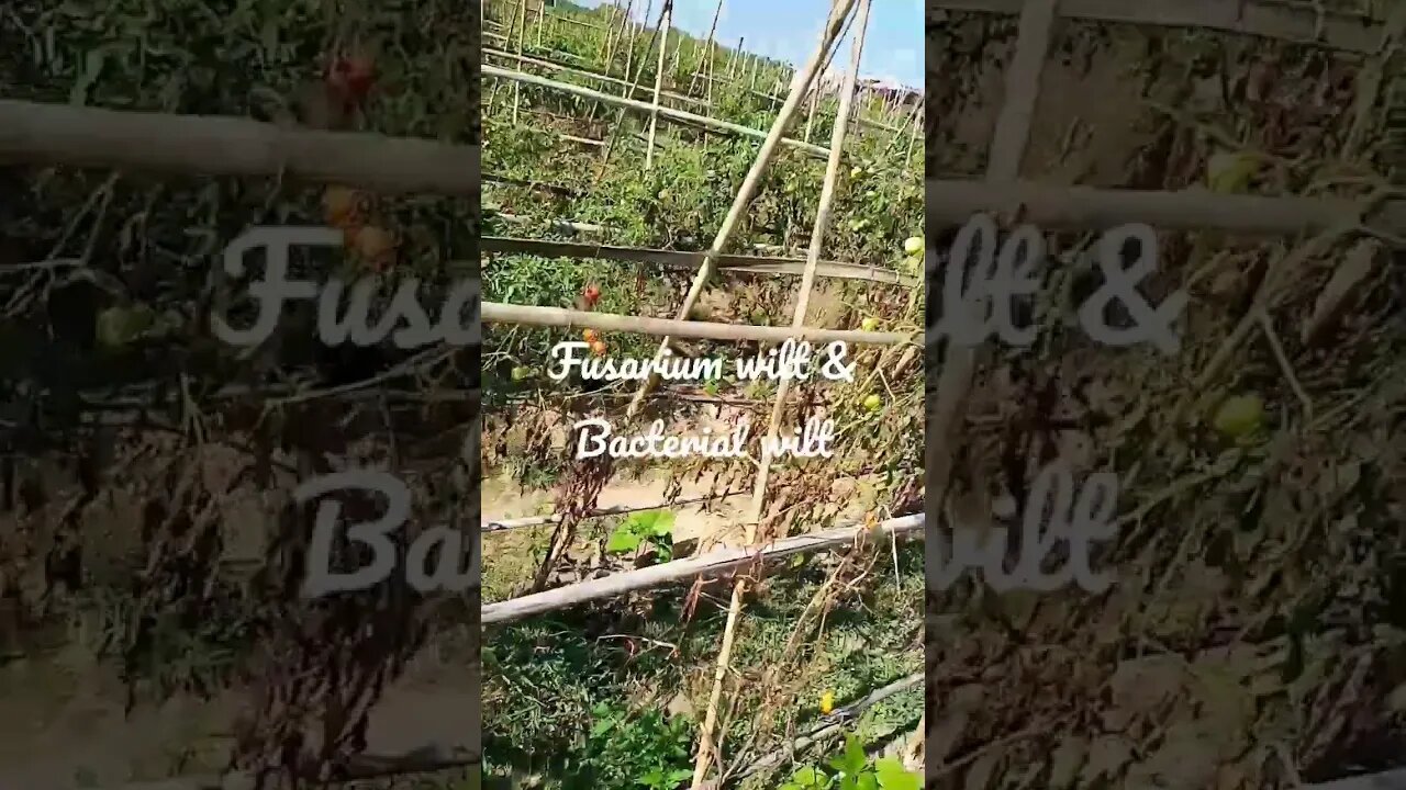 Fusarium wilt & Bacterial wilt #shorts #tomato