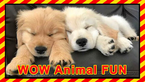 Funny Animal | Try Not To Laugh | Funniest Animals Compilation # 4 | WOW Animal FUN