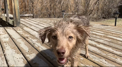 Pet pup River chasing water from the hose!