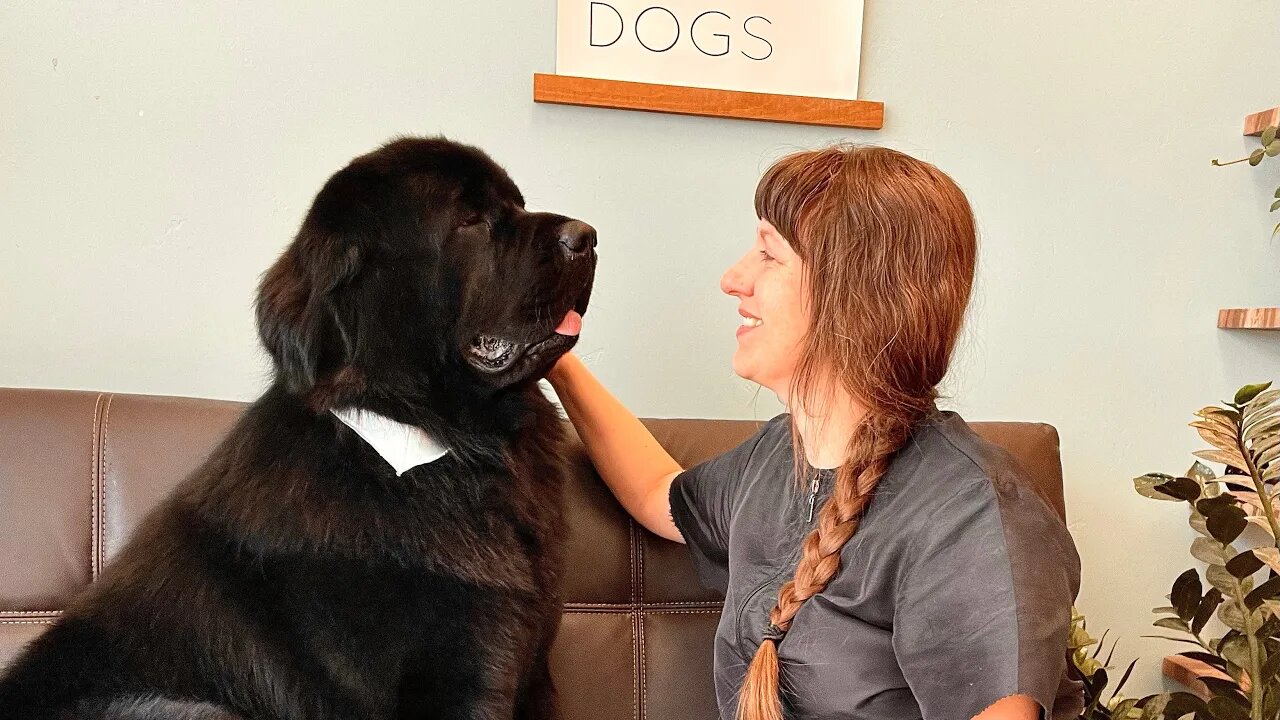 GROOMING a TEDDY BEAR | Newfoundland Deshedding & Scissor Trim