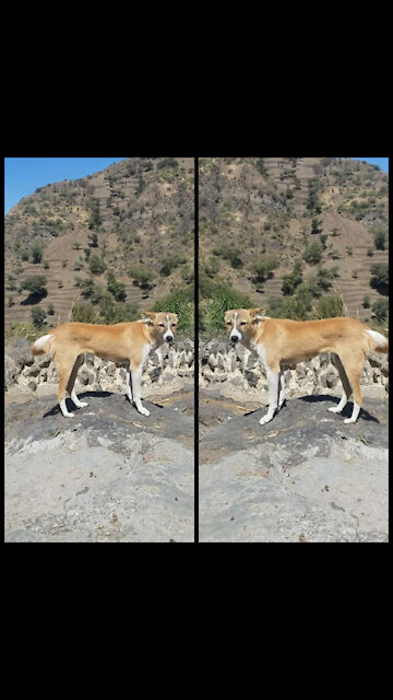 The intelligence of a female dog attracts attention