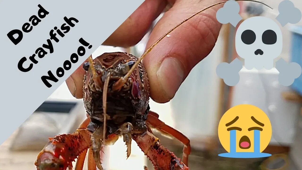 Crayfish died Noo! - Crayfish for aquaponics part 3 - (hybrid aquaponic system)