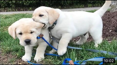 Funniest & Cutest Labrador Puppies #2 - Funny Puppy Videos