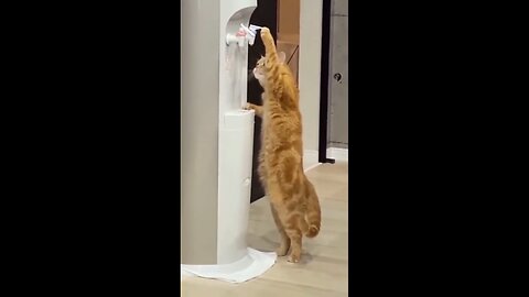 Smart Cats - Funniest Animals - Best Of The 2022 Funny Cute Animal Videos