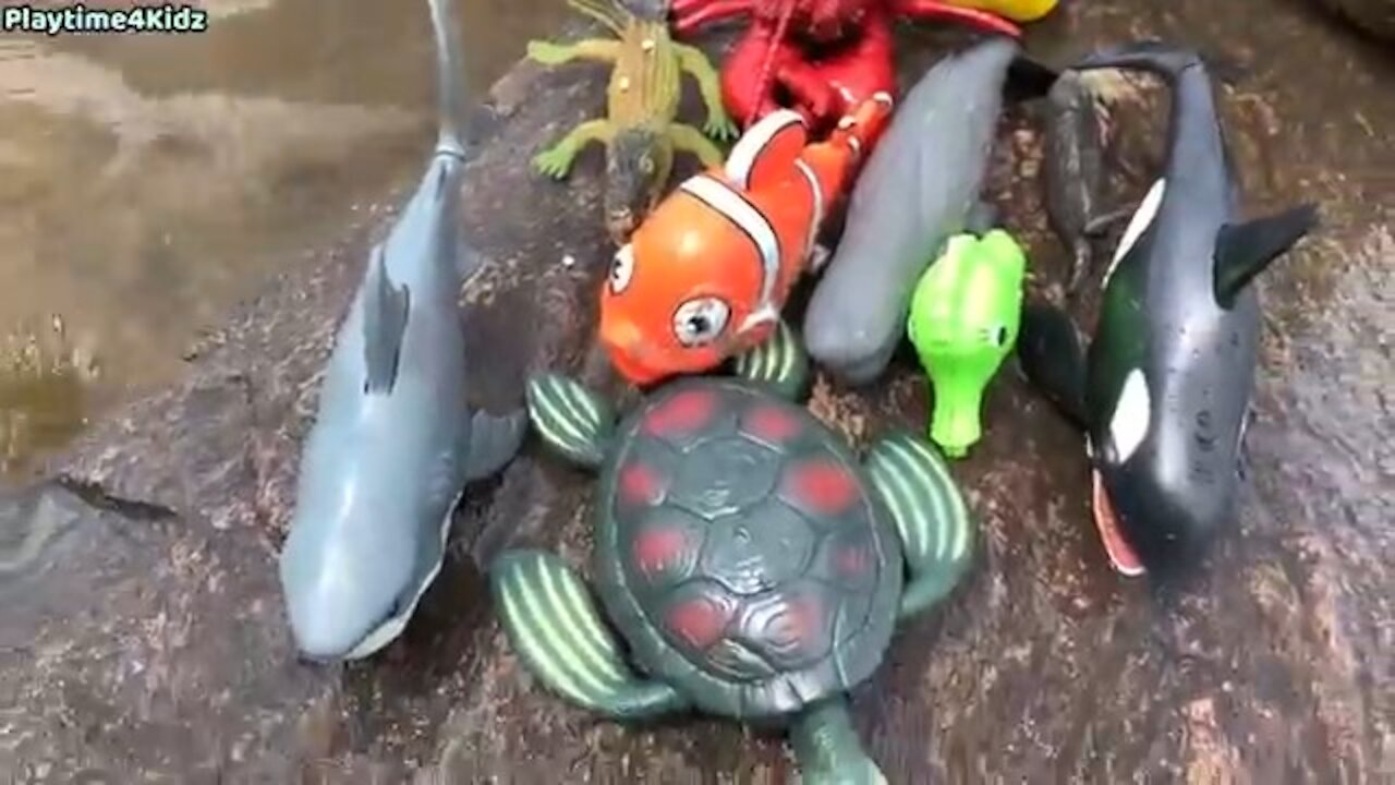 Summer sea creatures at sea