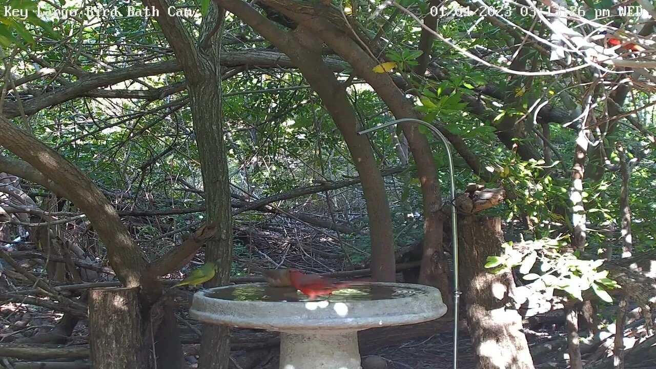 Key Largo - Painted Buntings wait for bath!