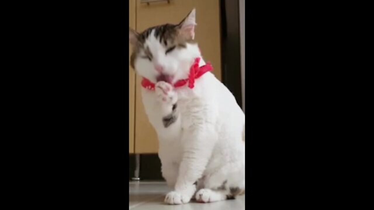 Funny video cat/ funny Short video very funny