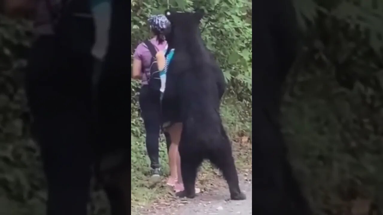 This is what emotional mastery looks like 😳😨😰😬🐻 #shorts #bear #coachlio